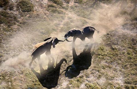 Trong khói bụi mù mịt, sự “hiếu chiến” của hai chú voi trong công viên quốc gia Amboseli của Kenya vẫn không hề giảm sút.